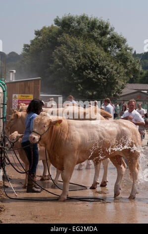 Die Frau ist mit einem Jet spray Britische Blondine Rinder zu Waschen, Reinigung der Tiere mit Wasser vor dem Wettbewerb - Tolle Yorkshire, England, UK. Stockfoto