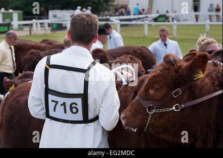 Saler Vieh Wettbewerber stand mit Handler & Richter, im Ring warten beurteilt werden - Die große Yorkshire zeigen, Harrogate, England, UK. Stockfoto