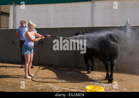 Bauer, der schwarze Aberdeen Angus in der Rinderwascherei abspült, Bullen mit Wassersprühgerät reinigt - Great Yorkshire Show, England, Großbritannien. Stockfoto