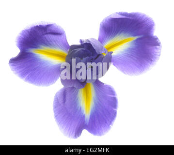 Hinterleuchtete Iris Blume Stockfoto