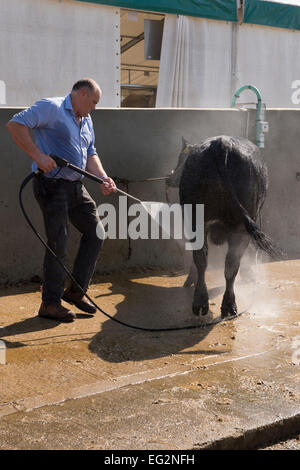 Männlicher Bauer wäscht Schlauch Angus Bulle steht in Rinderwäsche, reinigt Tier mit Power Water Spray - Great Yorkshire Show, Harrogate, England, Großbritannien. Stockfoto