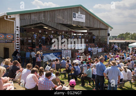 Große zuschauermenge Wettbewerber beobachten konkurrieren in einer schafschur Konkurrenz an einem sonnigen Großen Yorkshire Showground, Harrogate, England, UK. Stockfoto