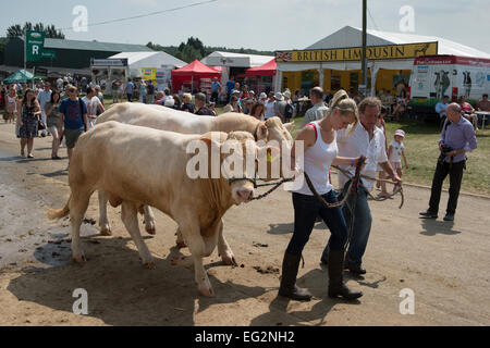 Massen von Menschen entlang wandern und ein paar britische Blondine Rinder von 2 Handler an einem sonnigen Großen Yorkshire zeigen, Harrogate, England, GB, UK. Stockfoto