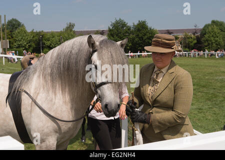 Eine weibliche Teilnehmer in Reiten gekleidet, stehend mit ihr graues Pferd in einem der Equine Klassen an der Großen Yorkshire, England, GB, UK. Stockfoto