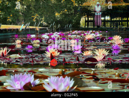 EIN SUPER DISPLAY DES BUNTEN WASSER LILIEN AUF EINEM TEICH IM GARTEN DER ROYAL HORTICULTURAL SOCEITY WISLEY IN SURREY. Stockfoto