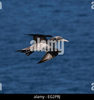 Juvenile Basstölpel im Flug gegen das blaue Meer Stockfoto