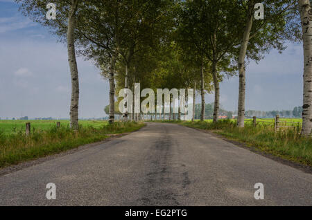 Birken säumen eine Straße in die Landschaft der Niederlande Stockfoto