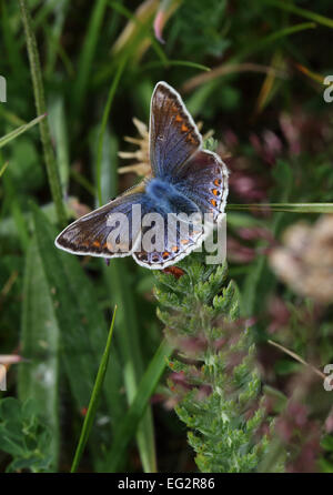 Gemeinsamen Blue Butterfly auf dem grünen Rasen Stockfoto