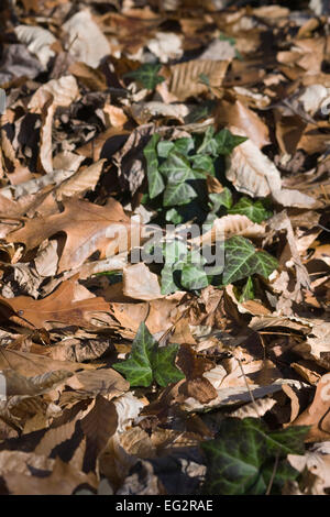 Hedera Helix. Efeu wächst durch Blatt Abdeckung auf dem Waldboden. Stockfoto