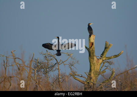 Ein paar Kormorane Austrocknen in der Wintersonne vor blauem Himmel, Rye Harbour Nature Reserve, East Sussex, UK Stockfoto