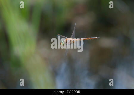 Ein Norfolk Hawker Libelle im Flug über Wasser, Strumpshaw Fen, Norfolk, Großbritannien Stockfoto