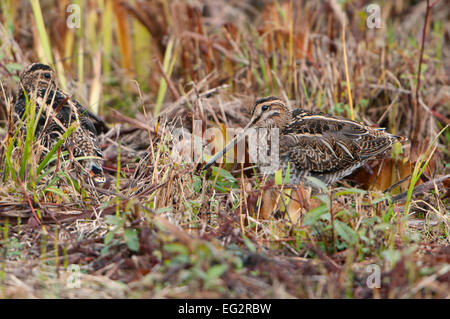 Ein paar der Bekassine verstecken unter die Stoppeln am Rande einer Röhricht, Roggen Hafen Natur Reservat, East Sussex, UK Stockfoto