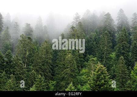 Blick auf Tannen Wald in Val d'Azun. Pyrenäen, Hautes Pyrenäen (Frankreich). Stockfoto