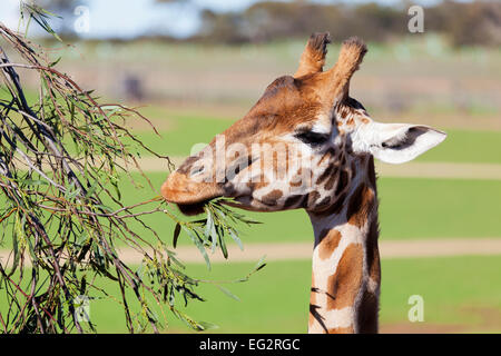 Giraffe hoch um Blätter zu fressen Stockfoto