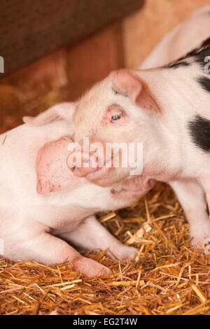 Gloucestershire alten Stelle Ferkel mit einem stützte sich auf eine andere, in einem Schuppen beim Hund Bergbauernhof in Carnation, Washington, USA Stockfoto