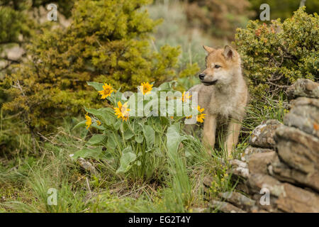 Grauer Wolf Welpe stehen neben einigen Maultiere Ohr Wildblumen, in der Nähe von Bozeman, Montana. Stockfoto