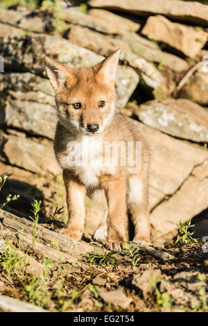 Baby Wolf Welpe stehend auf einer felsigen Klippe in der Nähe von Bozeman, Montana, USA. Stockfoto