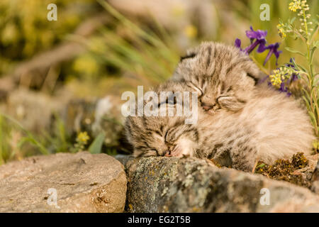 Zwei junge Bobcat Kätzchen dösen auf einem Felsvorsprung im Frühling, in der Nähe von Bozeman, Montana, USA. Stockfoto