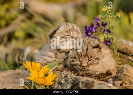 Zwei junge Bobcat Kätzchen dösen auf einem Felsvorsprung im Frühling, in der Nähe von Bozeman, Montana, USA. Stockfoto