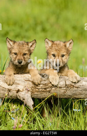 Zwei grau Wolfswelpen mit Blick auf Log in Wiese in Bozeman, Montana, USA. Stockfoto