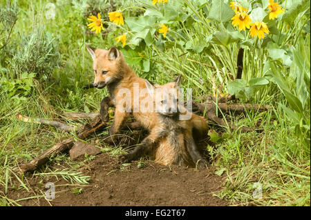 Zwei Red Fox Kits am Eingang der Höhle auf der Suche über Stockfoto