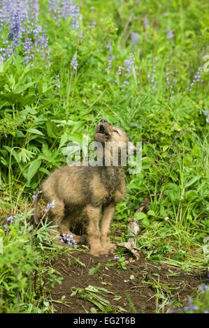 Grauer Wolf (Canis Lupis) Welpen stehen am Rand der Höhle, als Reaktion auf nahe gelegenen Erwachsene Wölfe heulen heulen. Stockfoto