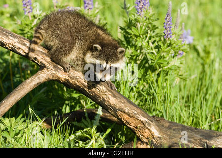 Juvenile gemeinsame Waschbär Klettern auf einem Baumstamm in eine Wiese Wildblumen gefüllt mit Busch Lupine im Hintergrund. Stockfoto