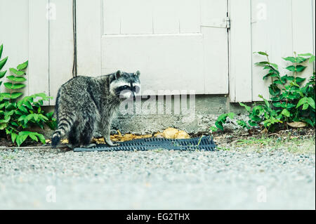 Gemeinsamen Waschbär (Procyon Lotor) stehend neben Gebäude in einer Wohngegend auf San Juan Island, Washington, USA Stockfoto