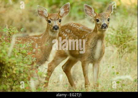 Zwei Maultier-Rotwild Kitze neugierig schauen hinter einem Busch auf San Juan Island, Washington, USA Stockfoto