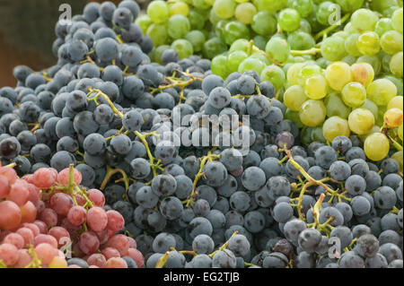 Grüne, rote und blaue Bio-Trauben für den Verkauf auf dem Bauernmarkt in Issaquah, Washington, USA Stockfoto