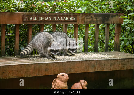 Zwei Jugendliche Waschbären Essen Vogelfutter auf einer Holzterrasse Bank über zwei Kaninchen Statuen in Issaquah, Washington, USA Stockfoto