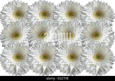 Weiße Köpfe Gerber Gänseblümchen konsequent aufeinander liegend Stockfoto