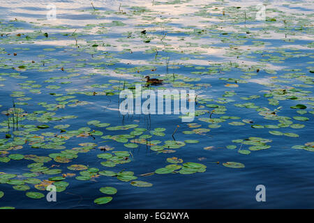 Einsame Ente am See, Deutschland, Europa Stockfoto