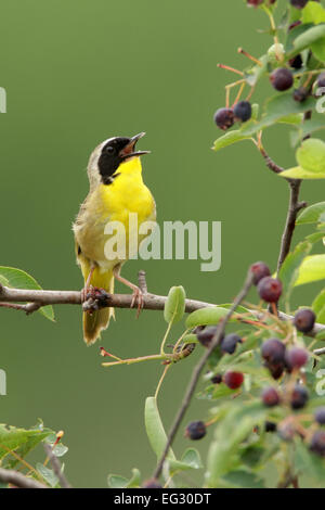 Gewöhnlicher Gelbkehlengesang in Dienstbeere - Vertikale Vogelkunde Wissenschaft Natur Tierwelt Umwelt Stockfoto