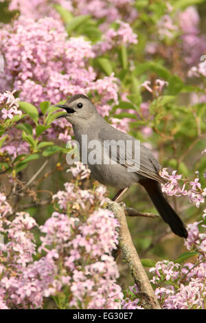 Graue Katzenvögel Vögel singvögel Singvögel in Fliederbusblüten singen - vertikale Vogelornithologie Wissenschaft Natur Wildlife Environment Stockfoto