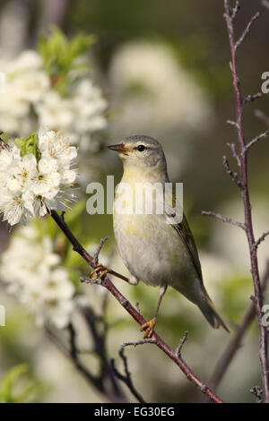 Tennessee Warbler, die in blühenden Pflaumenbäumen sitzen - Vertical Bird Birds songbird singvögel Ornithologie Wissenschaft Natur Wildlife Environment Stockfoto