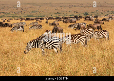 Ebenen Zebras und Gnus Beweidung in Grünland, Masai Mara National Reserve, Kenia Stockfoto