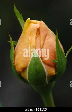 Ungeöffnete gelb David Austin rose (Graham Thomas) Stockfoto