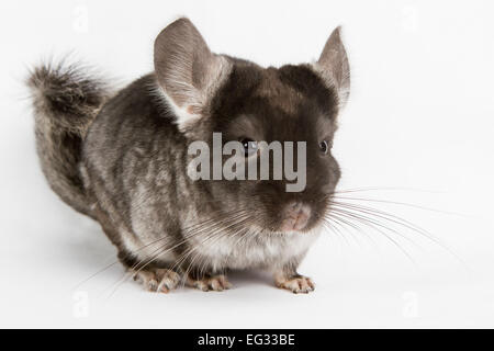 Silber Chinchilla sitzen auf weißen Hintergrund isoliert Stockfoto