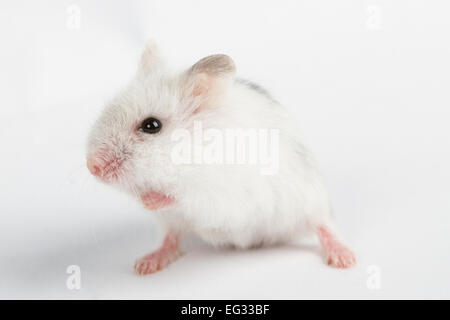 Artepithet Hamster (Phodopus Sungorus) Baby isoliert auf weiss Stockfoto