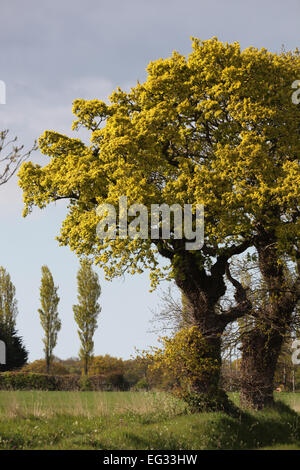 Commom, Englisch oder Pedunculate Eiche (Quercus Robur), rechts vorne. Lombardei-Schwarz-Pappel (Populus Nigra 'Italica') verlassen. Stockfoto