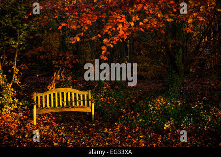 Leere gelbe Bank an einem wunderschön farbigen herbstlichen Morgen. Stockfoto