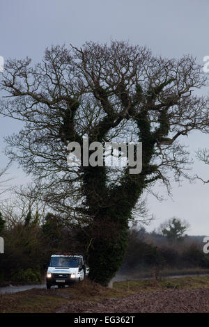 Gemeinsame, Englisch oder Pedunculate Eichen (Quercus Robur). Winter-Silhouetten. Efeu (Hedera Helix), Stämme abdeckt.  Dämmerung. Stockfoto