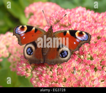 Tagpfauenauge auf sedum Stockfoto