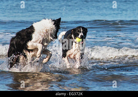 Das ist mein Ball! Zwei Hunde kämpfen um einen Ball im Meer Stockfoto