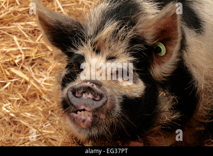 Schwein auf der New Forest-Messe Stockfoto