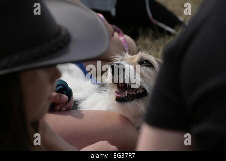 Jack Russell Terrier Teilnahme an ein lustiges Hundeausstellung Ellingham & Ringwood Neuheitendienst Stockfoto