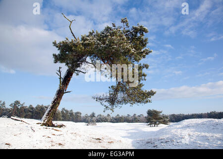 alten gebogenen Kiefer in herrliche Winterlandschaft mit Schnee in der Nähe von Zeist in den Niederlanden Stockfoto