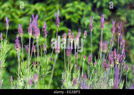 Französischer Lavendel, Birkheads Secret Garden, Tyne and Wear Stockfoto