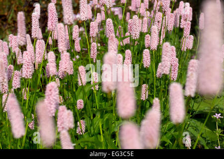 Rosa Actaea Simplex, Birkheads Secret Garden, Tyne and Wear Stockfoto